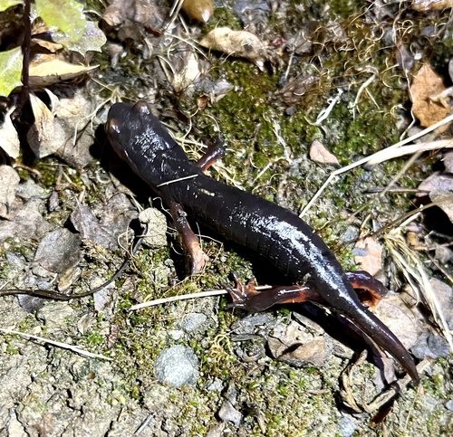 iNaturalist observation photo of Ensatina