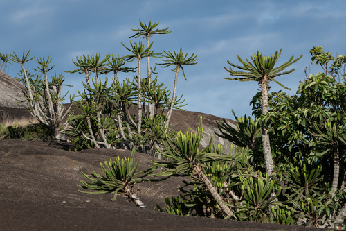 Euphorbia teixeirae