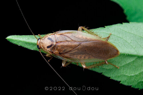 Hemithyrsocera macifera · iNaturalist