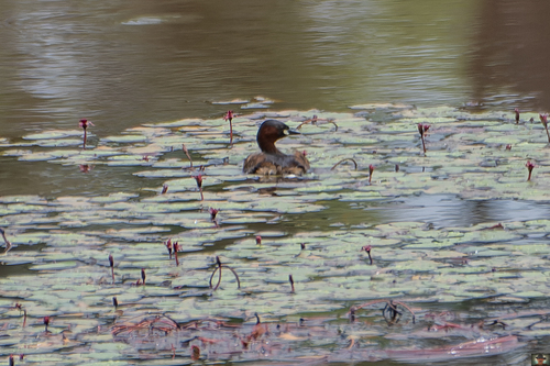Little Grebe