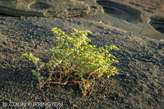 Euphorbia amplexicaulis image