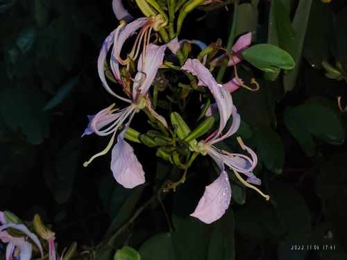 Orchid Tree