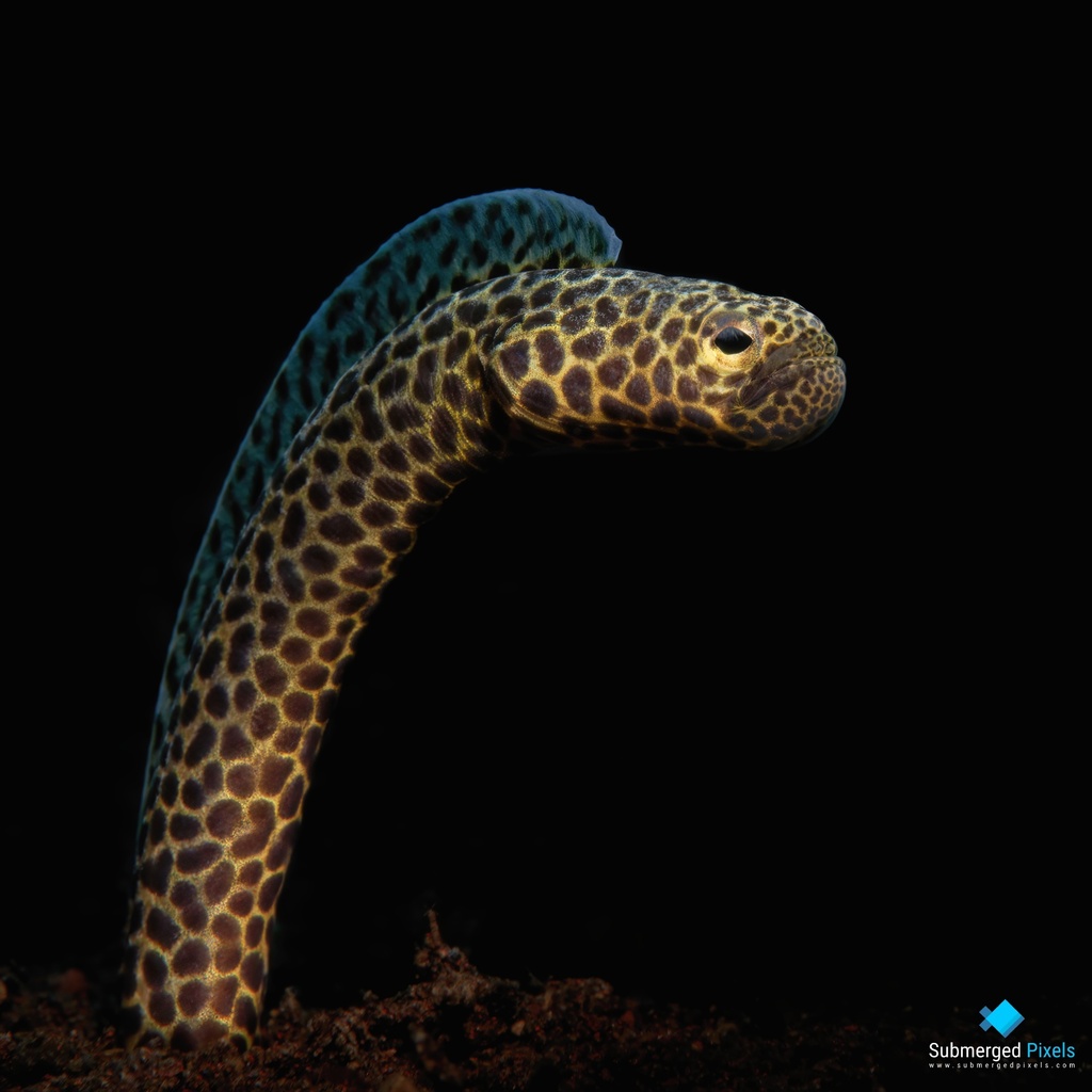 Garden Eel