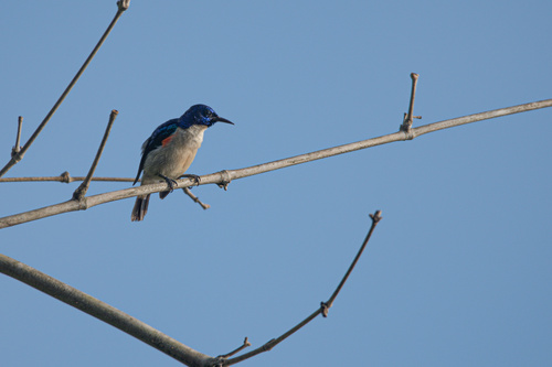 Violet-tailed Sunbird