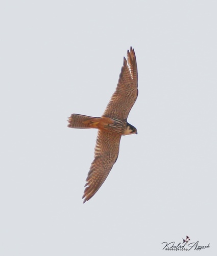 Eurasian Hobby