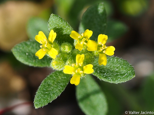 alyssum (Alyssum simplex)