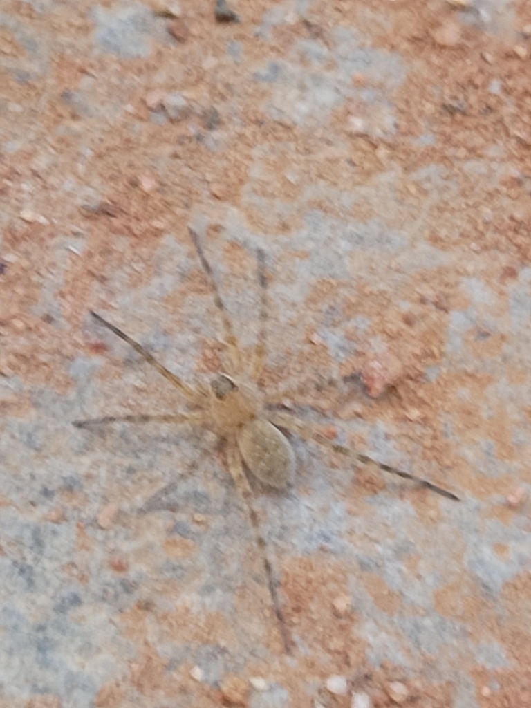 Bear Spiders from PH5V+2J3, Chindepalle, Andhra Pradesh 517619, India