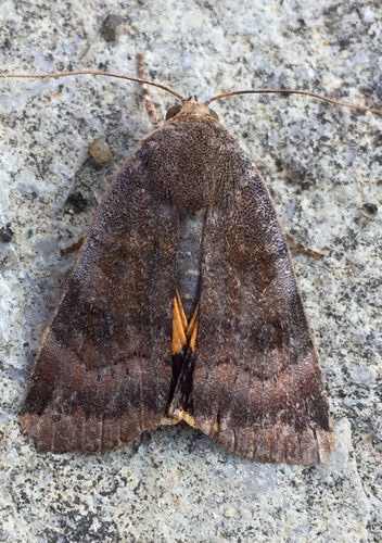 Lesser Broad-bordered Yellow Underwing