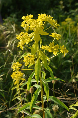 Euphorbia ceratocarpa