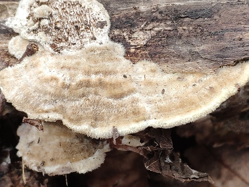 Trametes villosa