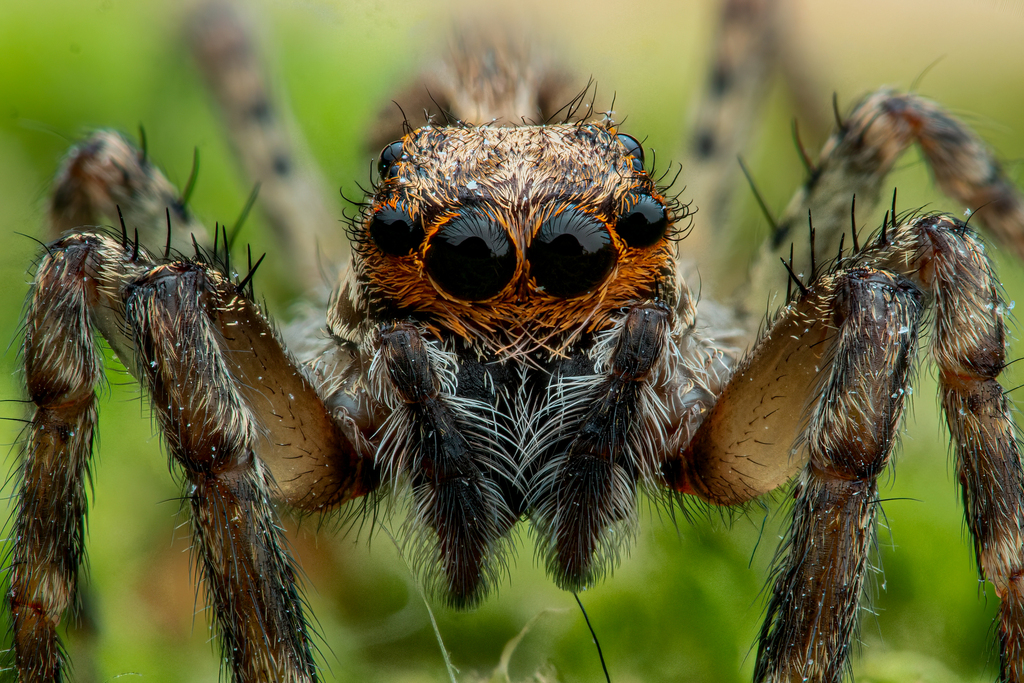 Aussie Bronze Jumping Spider from 4000 Roskilde, Danmark on October 30