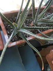Image of Aloe vera