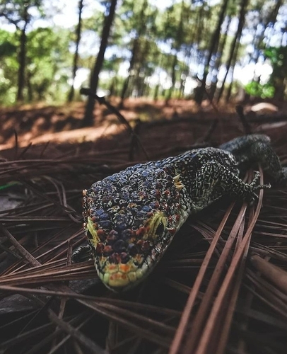 Abronia aurita