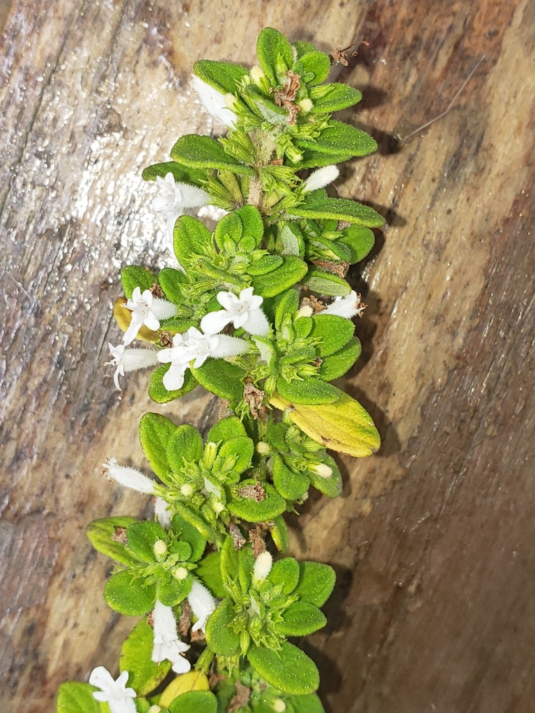 planta de menta jamaicana