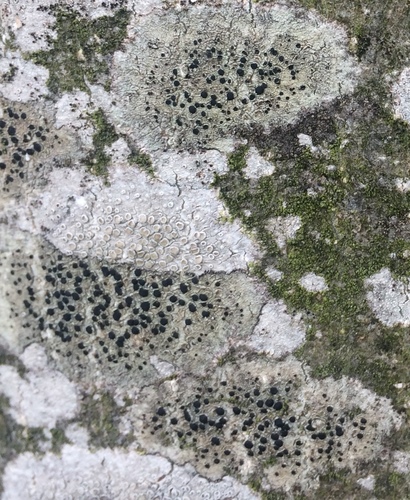 Rusvoji skyvytė nuotrauka