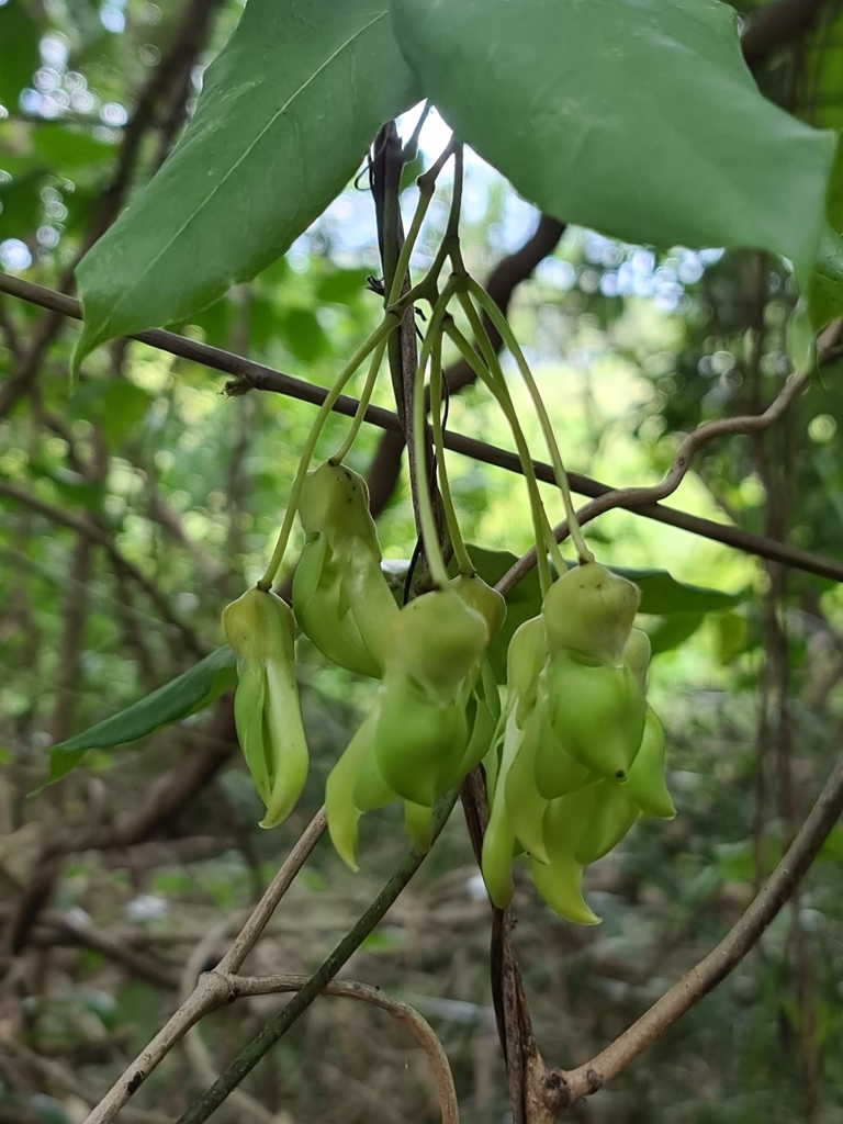 Burny Bean from Buderim QLD 4556, Australia on November 09, 2022 at 09