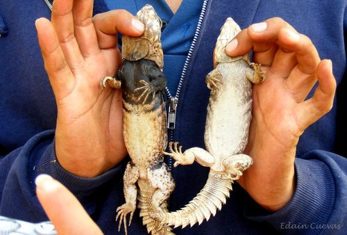 Balsas Spiny-tailed Iguana