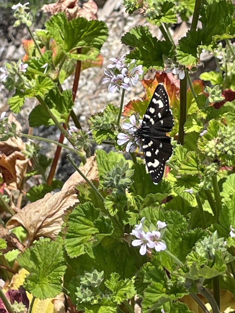 Willowherb Daymoth from Jeremy Way, Frankston South, VIC, AU on
