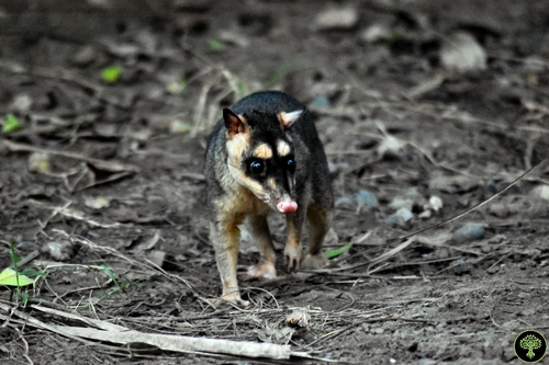 Northern Four-eyed Opossum