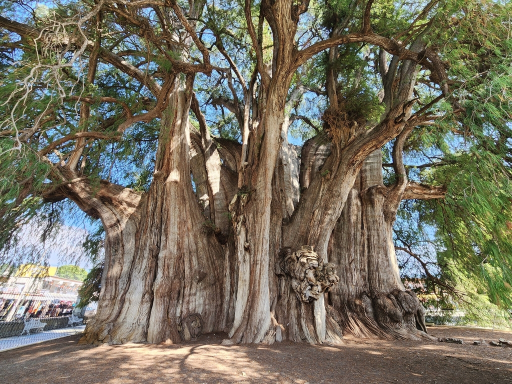 File:Taxodium Mucronatum La Turbina Wikimedia Commons, 49% OFF