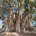 Montezuma Cypress - Photo (c) Scott Walmsley, all rights reserved, uploaded by Scott Walmsley