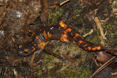 iNaturalist observation photo of Sierra Nevada Ensatina