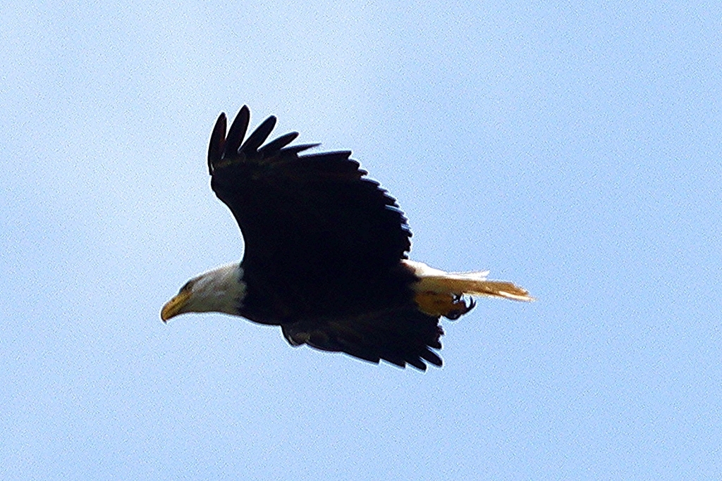 Bald Eagle from Echo Bay, ON P0S 1C0, Canada on August 26, 2022 by