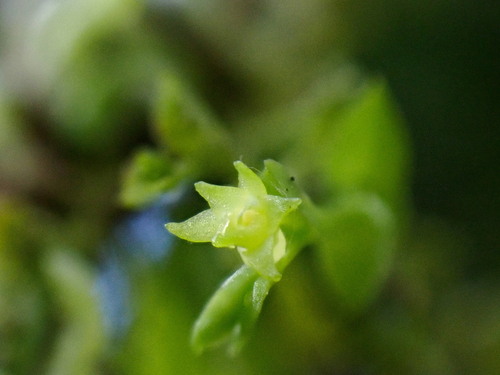 Microtatorchis