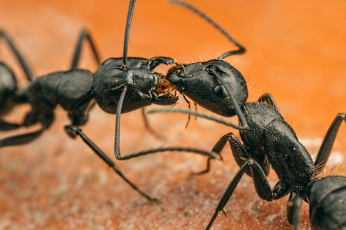 Hairy Carpenter Ant