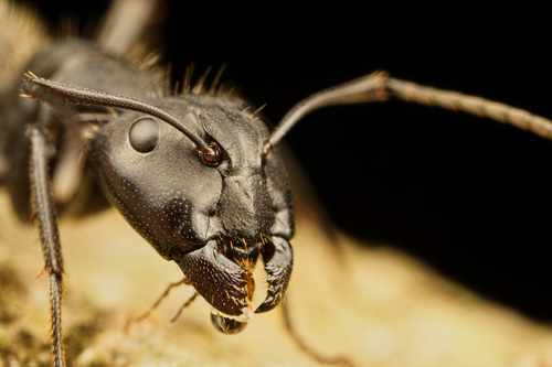 Hairy Carpenter Ant