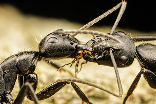 Hairy Carpenter Ant