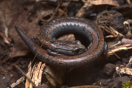 iNaturalist observation photo of California Slender Salamander