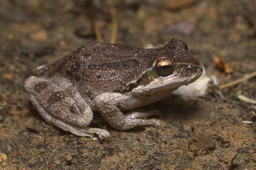 iNaturalist observation photo of Pacific chorus frog