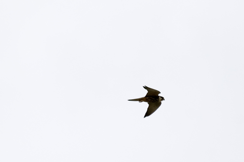 Eurasian Hobby