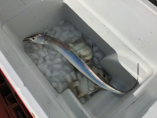 Largehead Hairtail