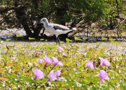 Common Greenshank