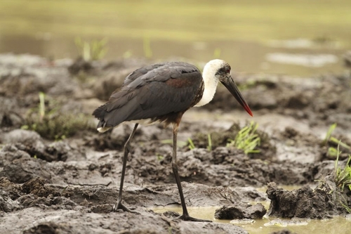 African Woolly-necked Stork