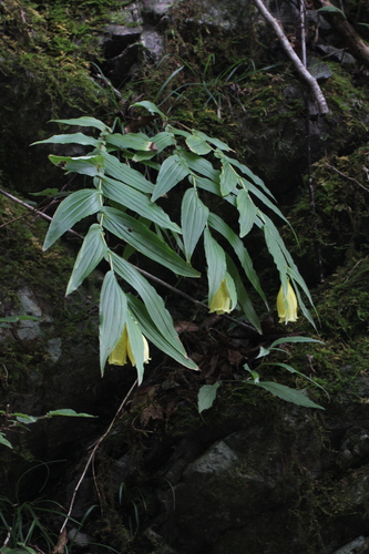 Tricyrtis ishiiana