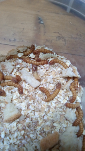 Yellow Mealworm Beetle