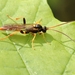 Cratichneumon luteiventris - Photo (c) Magdalena Jędro, todos los derechos reservados, subido por Magdalena Jędro