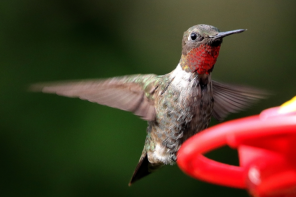 Ruby-throated Hummingbird