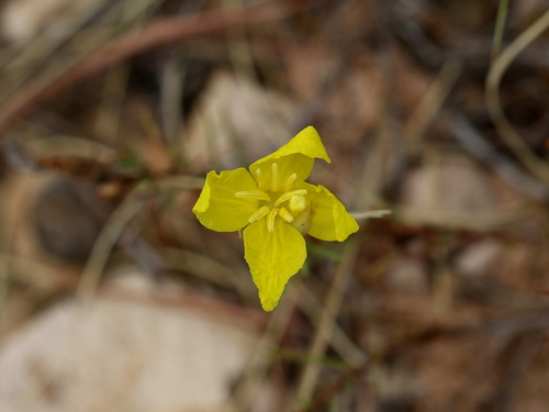 Oenothera hartwegii ssp. hartwegii