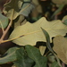 Havard Oak - Photo (c) Jay L. Keller, all rights reserved, uploaded by Jay L. Keller