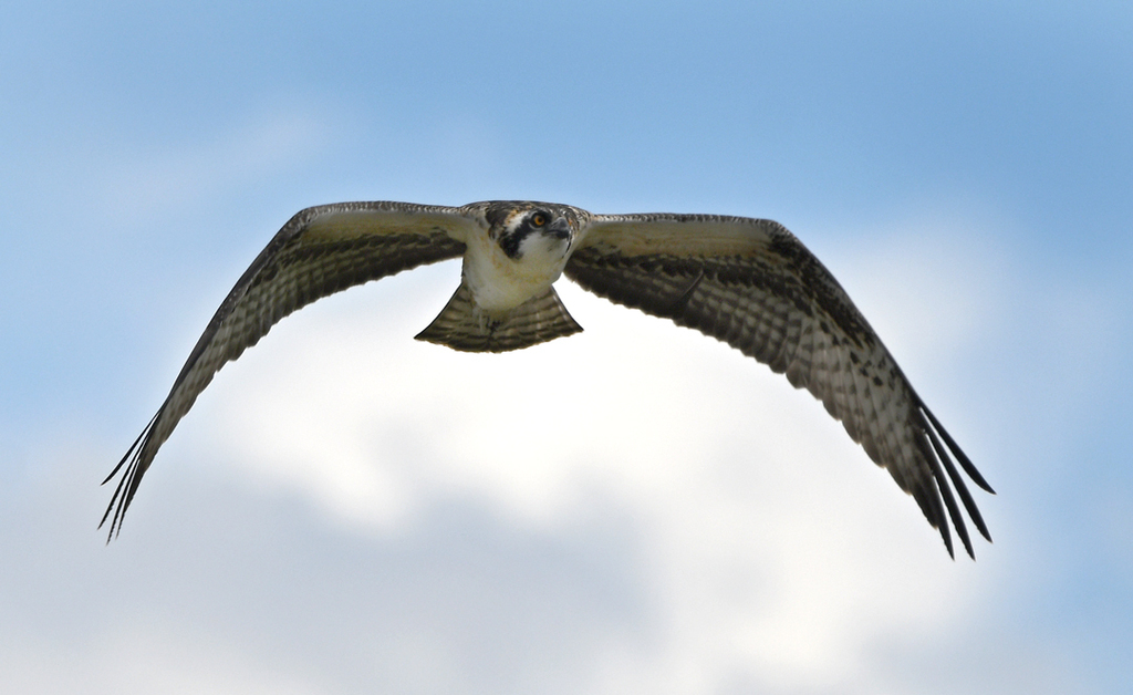 Osprey