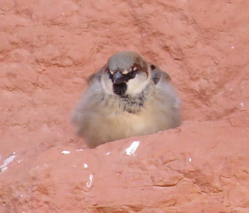 House Sparrow