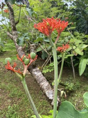 Jatropha podagrica image