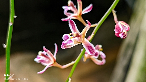 Acriopsis