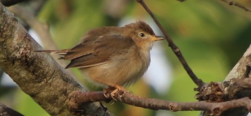 Siffling Cisticola