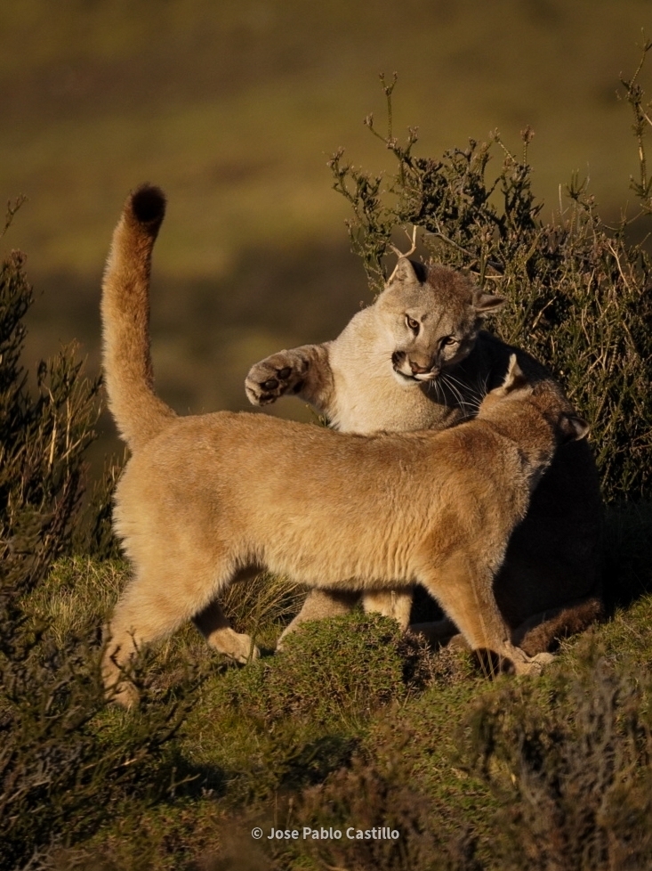 Puma Puma concolor iNaturalist Mexico