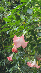 Brugmansia arborea image